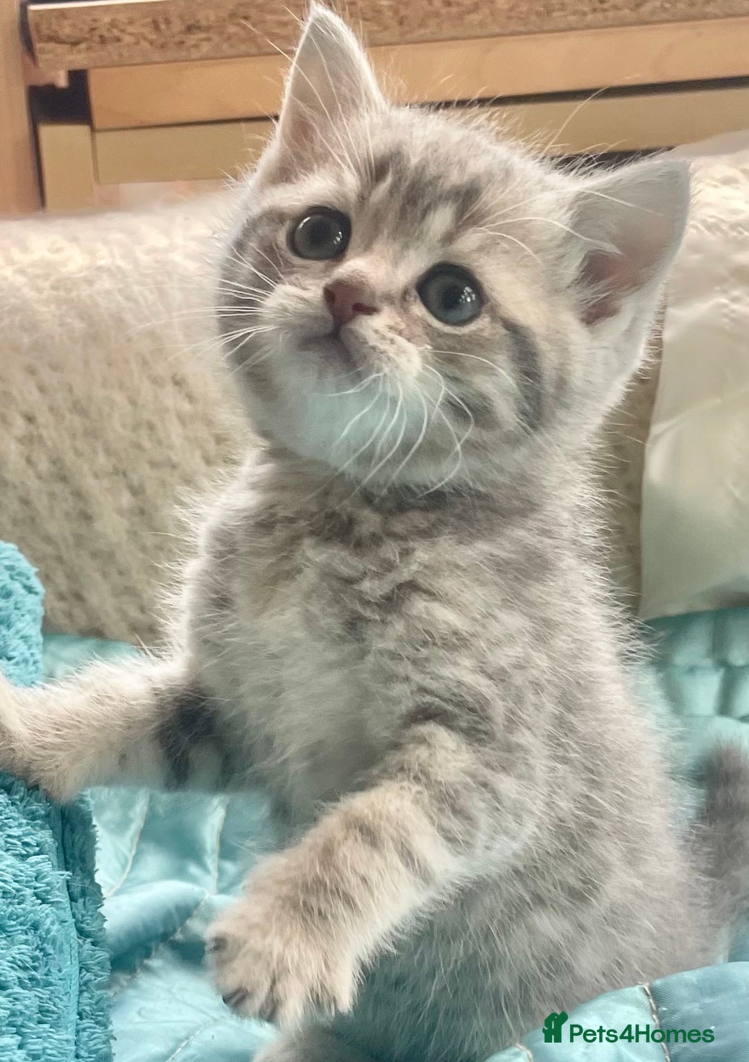 British Shorthair cats for sale: Gorgeous pure breed colour point and golden kitten - Image 2