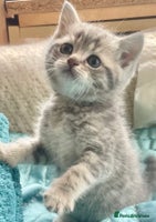 British Shorthair cats - Advert 11