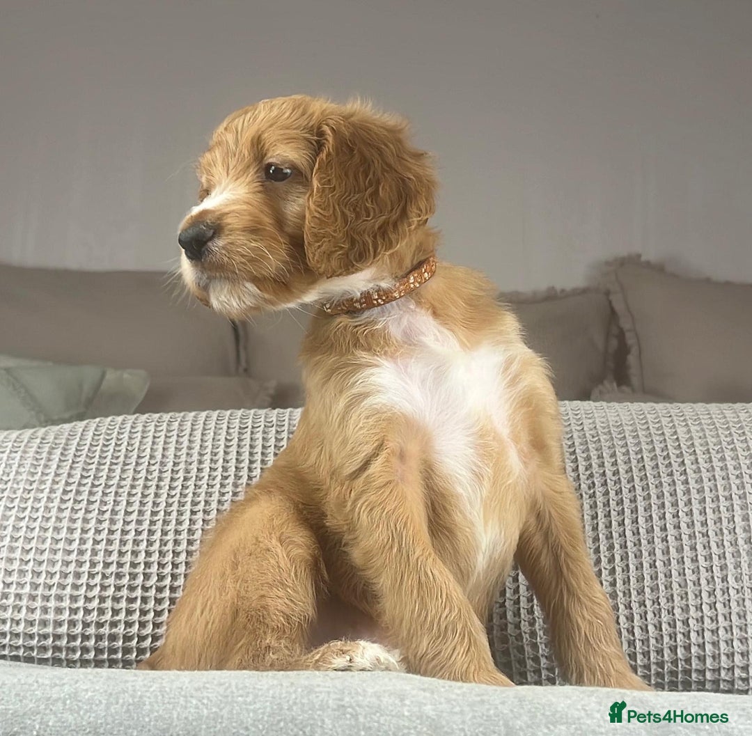 Irish Doodle dogs for sale: The perfect Doodle - Advert 9