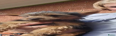 Yorkshire Terrier 4