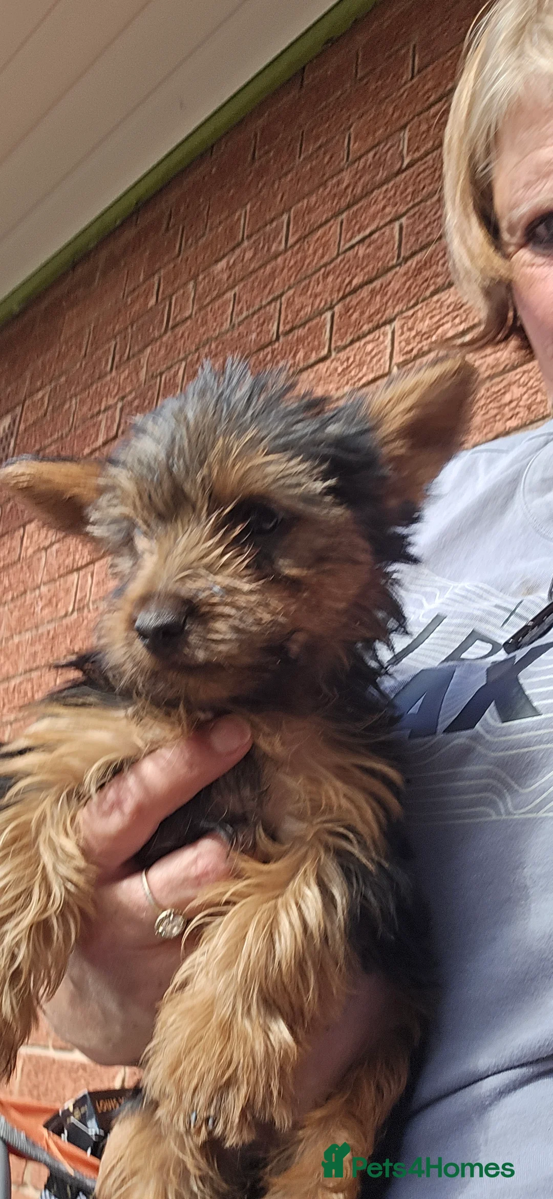 Yorkshire Terrier dogs for sale: 4 Yorkshire Terriers looking to be rehomed in Doncaster - Advert 2