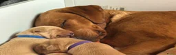 Labrador Retriever dogs for sale: Fox red Labradors puppy  in Yelverton - Advert 1