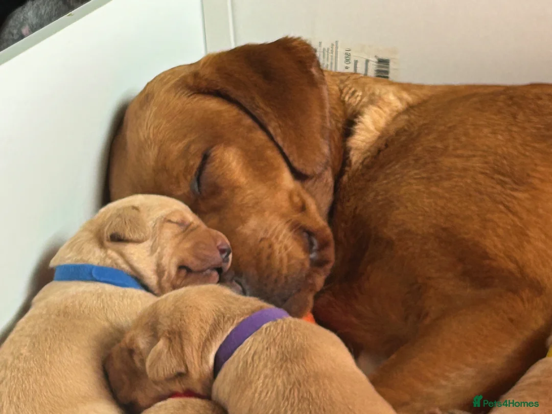 Labrador Retriever dogs for sale: Fox red Labradors puppy  in Yelverton - Advert 1