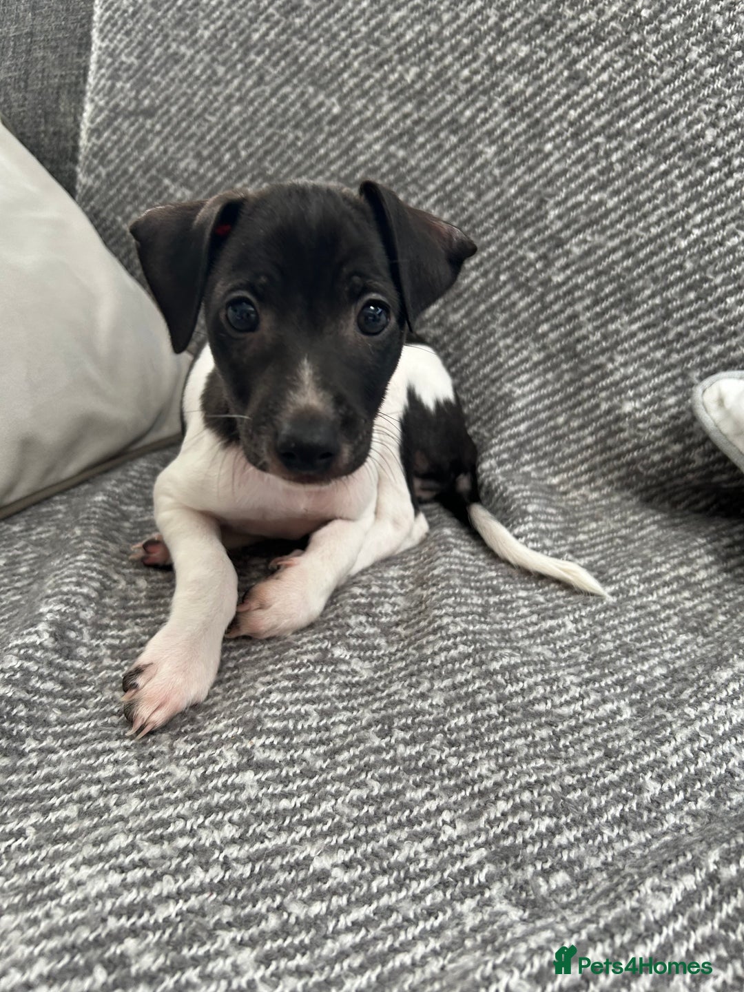 Italian Greyhound dogs for sale: Beautiful Italian greyhound puppies  - Image 16