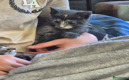 Mixed Breed cats for sale: Beautiful fluffy kittens - Image 10