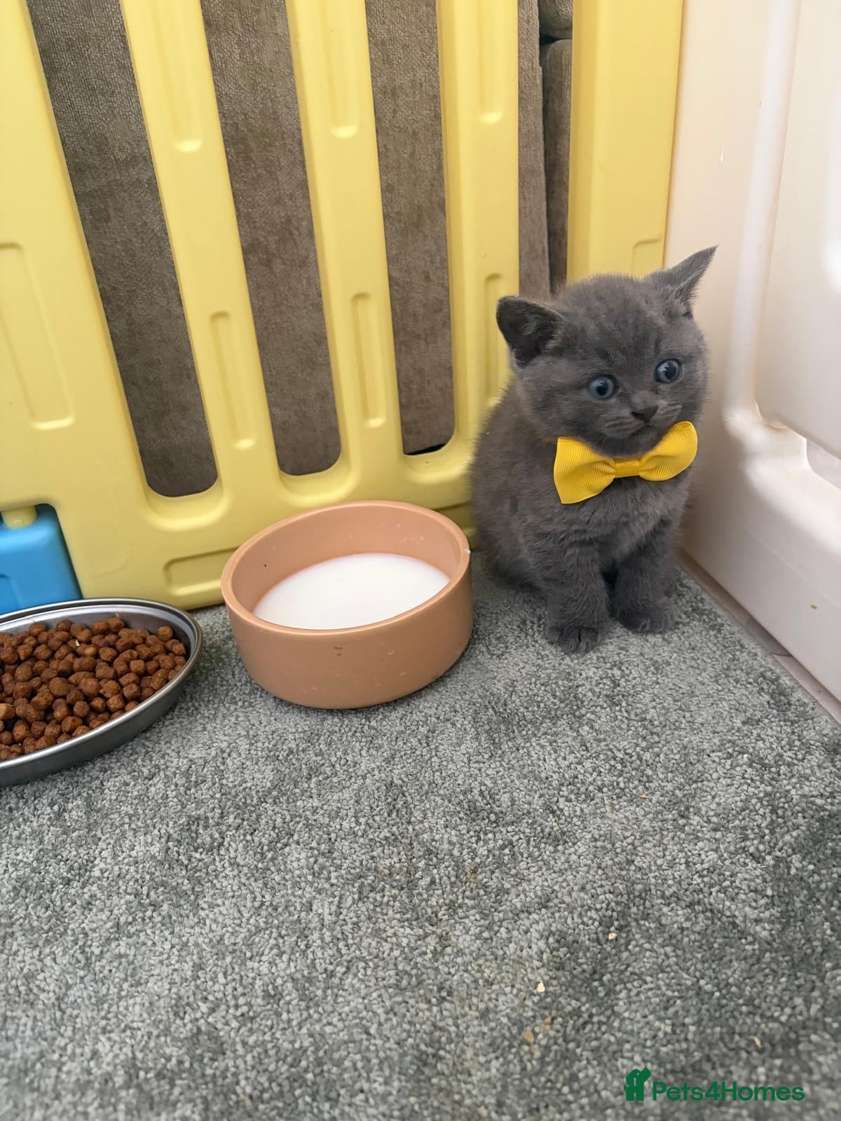 British Shorthair cats British shorthair kitten  - Advert 12