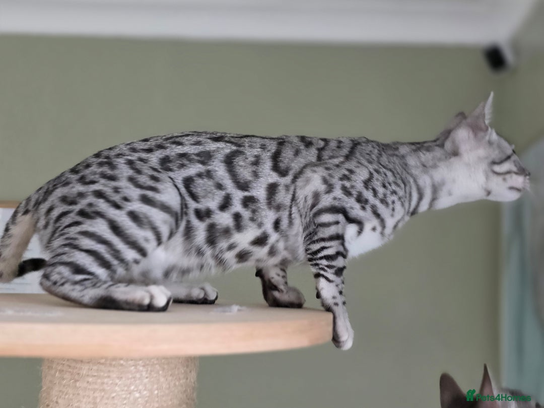 Bengal cats for sale: Silver Rosetted, Blue Silver Rosetted Bengal Girls - Image 13