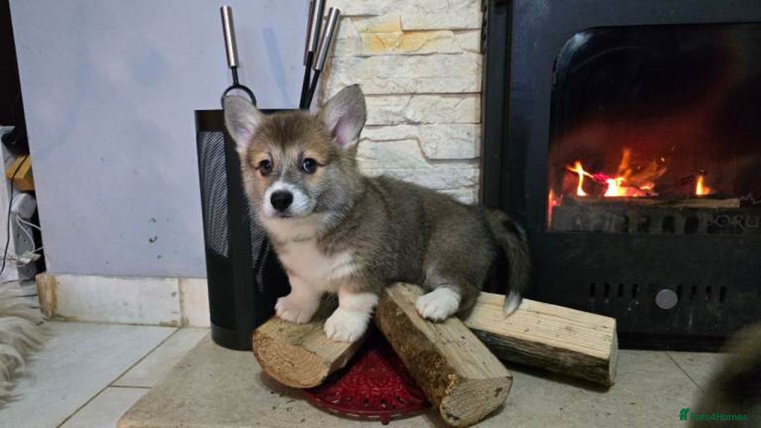 Welsh Corgi Pembroke dogs for sale: Adorable Welsh Corgi Pembroke Puppies for Sale - Advert 1