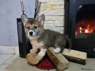 Welsh Corgi Pembroke dogs Adorable Welsh Corgi Pembroke Puppies for Sale - Advert 4