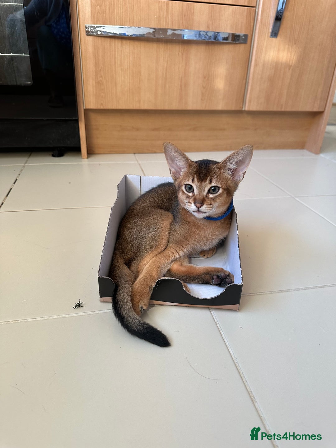 Abyssinian cats for sale: Pedigree Abyssinian kittens  - Advert 12