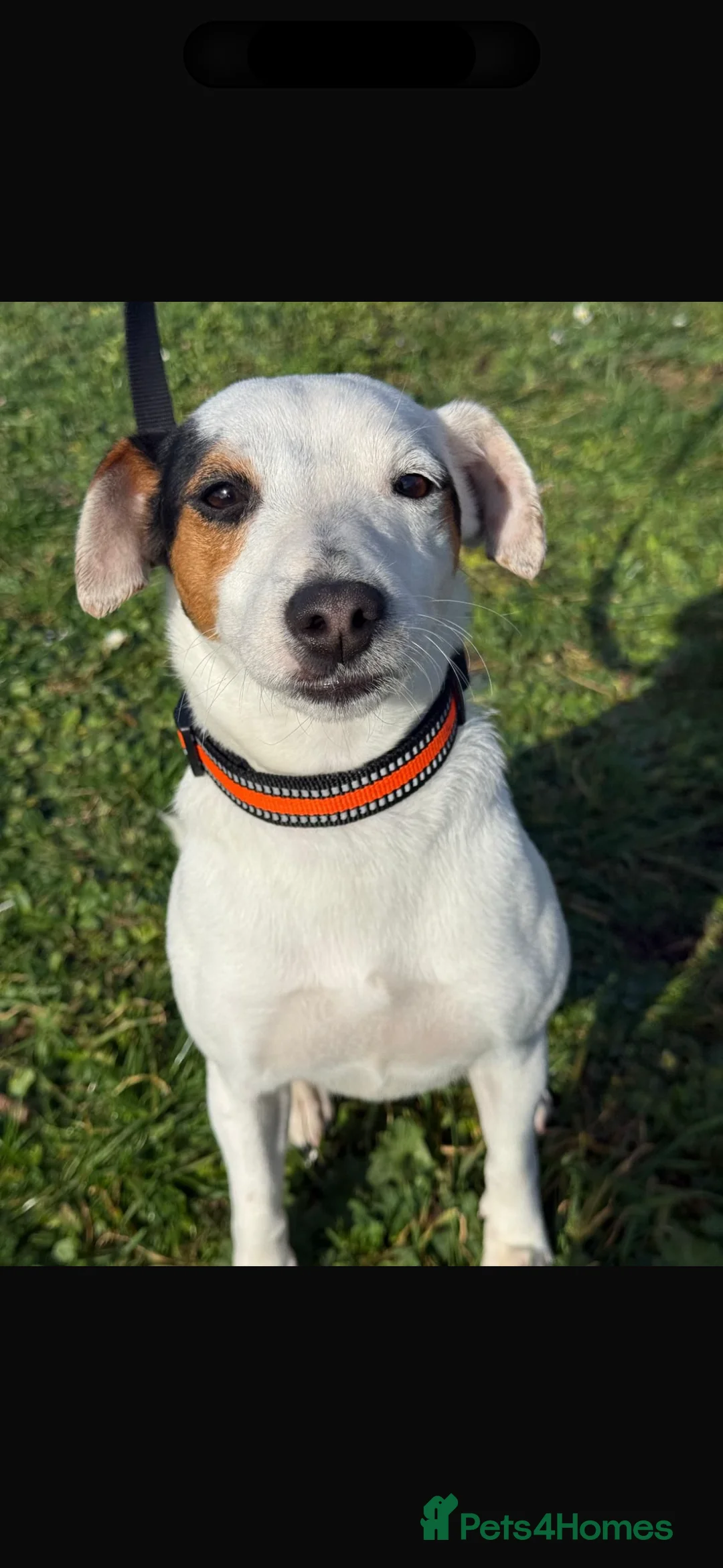 Jack Russell dogs for sale: 18 month old female jack Russell - Advert 9