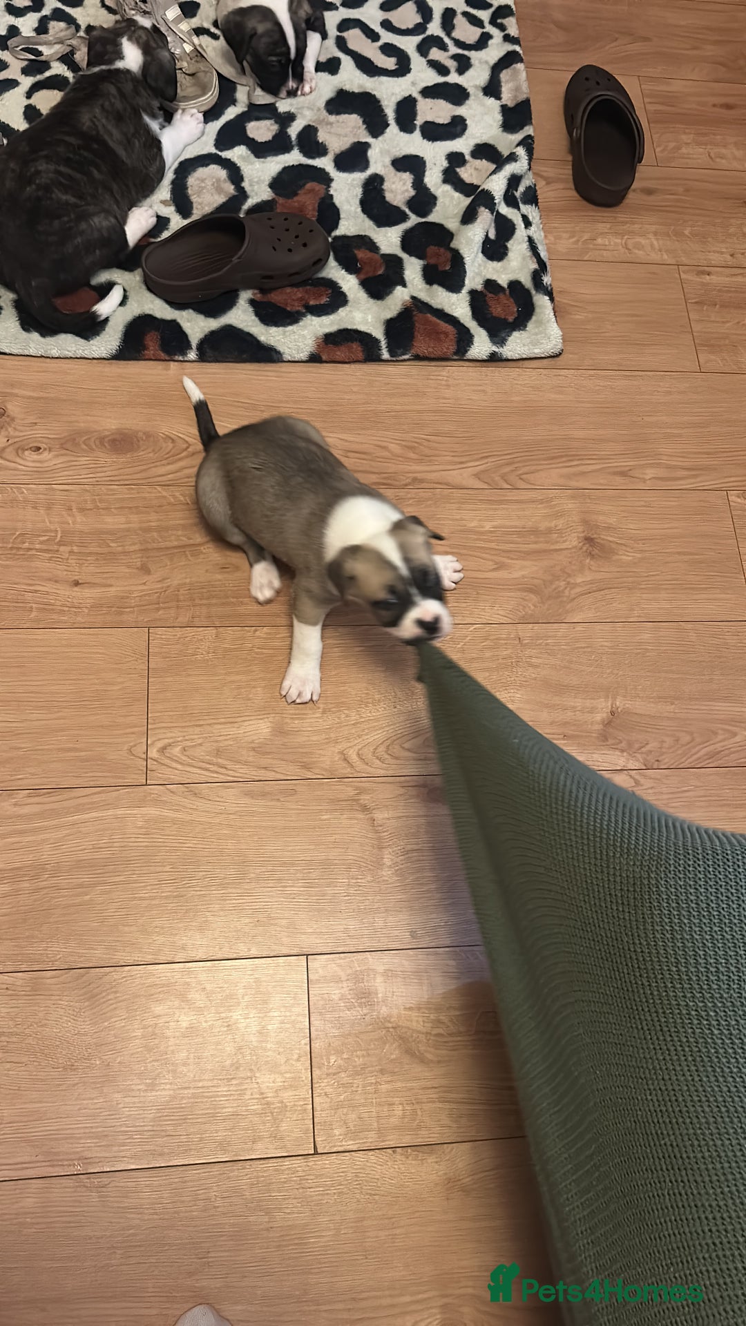 Mixed Breed dogs for sale: American bulldog x bullmastiff puppies - Image 12