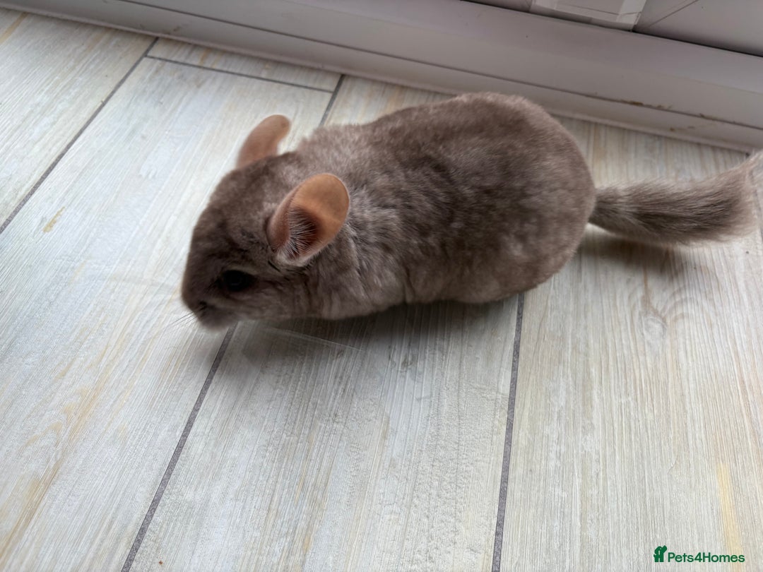 Chinchilla rodents for sale: Trio of Young Males - Image 16
