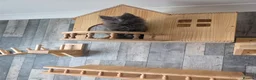 Maine Coon cats for sale: PURE MAINE COON - Advert 17