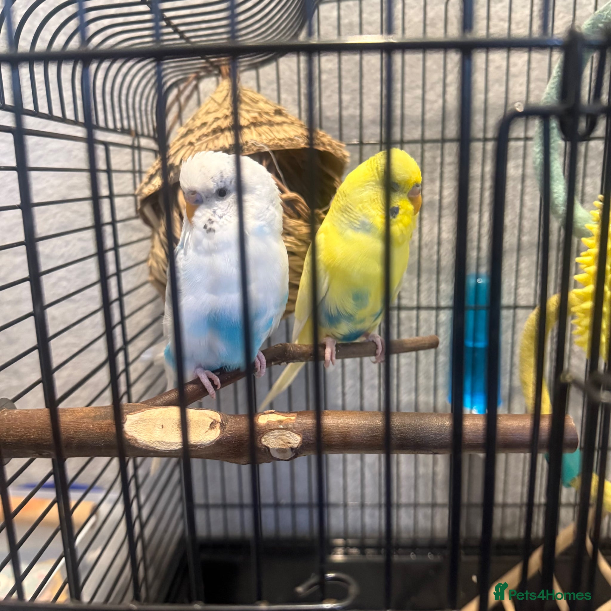 Budgerigars birds Budgies x2 with cage and accessories  - Advert 3