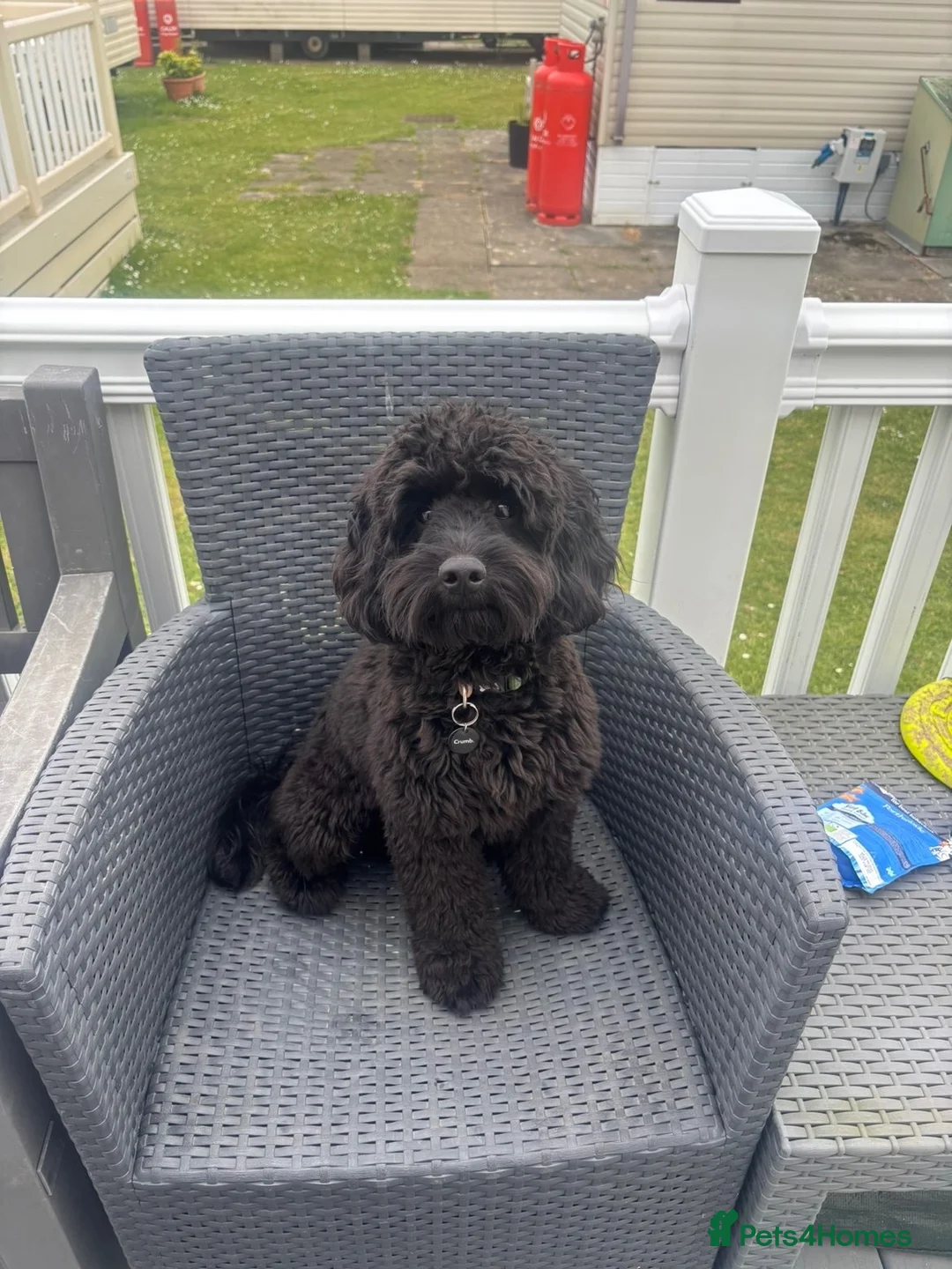 Cockapoo dogs for stud: 🐾 RONNIE – MINIATURE COCKAPOO STUD 🐾 🖤 in Abertillery - Advert 5