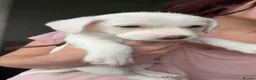 Mixed Breed dogs for sale: Teddy bear dog x Jack Russell - Advert 20