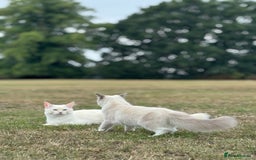 Ragdoll cats for sale: Ragdoll Kitten  - Image 7