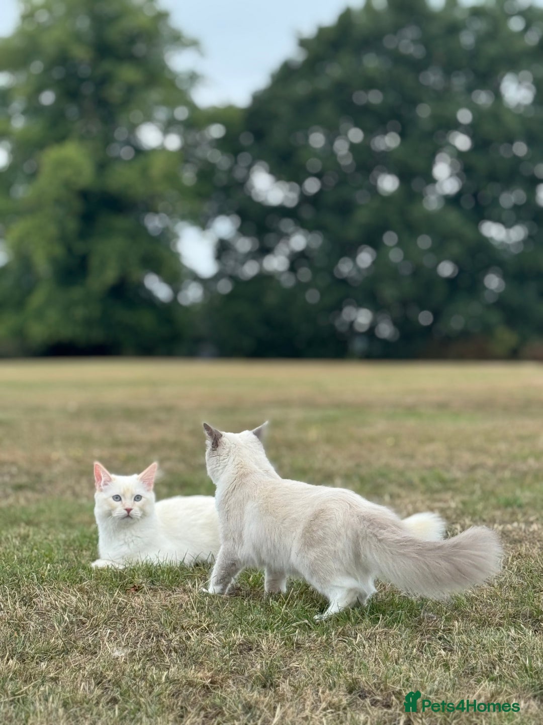 Ragdoll cats for sale: Ragdoll Kitten  - Image 7