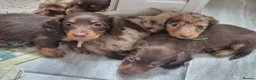 Miniature Dachshund dogs for sale: Gorgeous Chocolate and Dapple Long Haired Pups - Advert 4