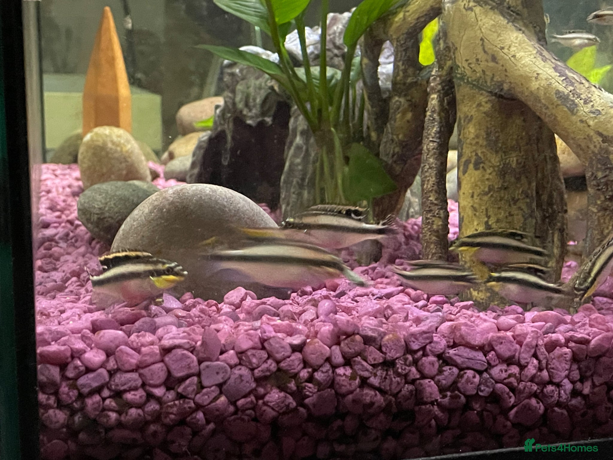 Cichlids fish Healthy home‑bred Kribensis  - Advert 5