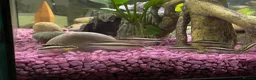 Cichlids fish for sale: Kribensis various sizes & breeding pair for sale  - Advert 3