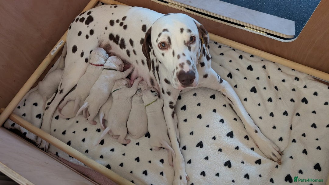 Dalmatian dogs for sale: Dalmatian puppies ready advert fully - Advert 36