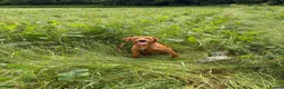 Labrador Retriever dogs for stud: Fox red Labrador  in Ripon - Advert 5