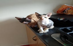 Sphynx cats for sale: 4 female canadian sphynx looking for home - Advert 16