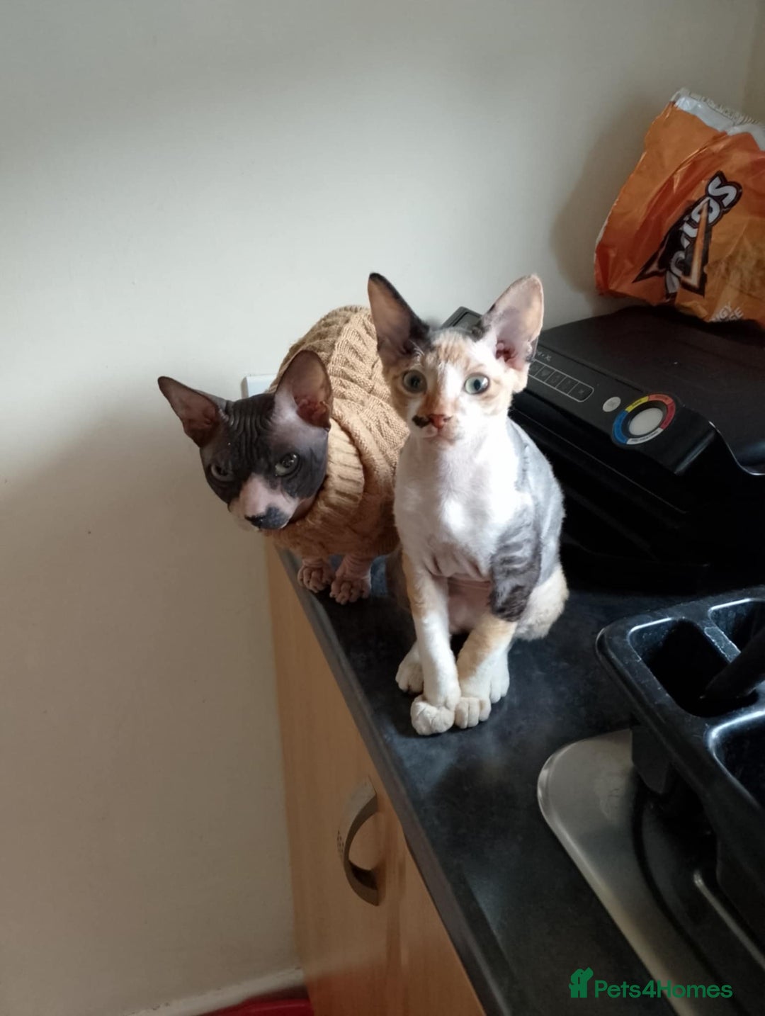 Sphynx cats for sale: 4 female canadian sphynx looking for home - Advert 16