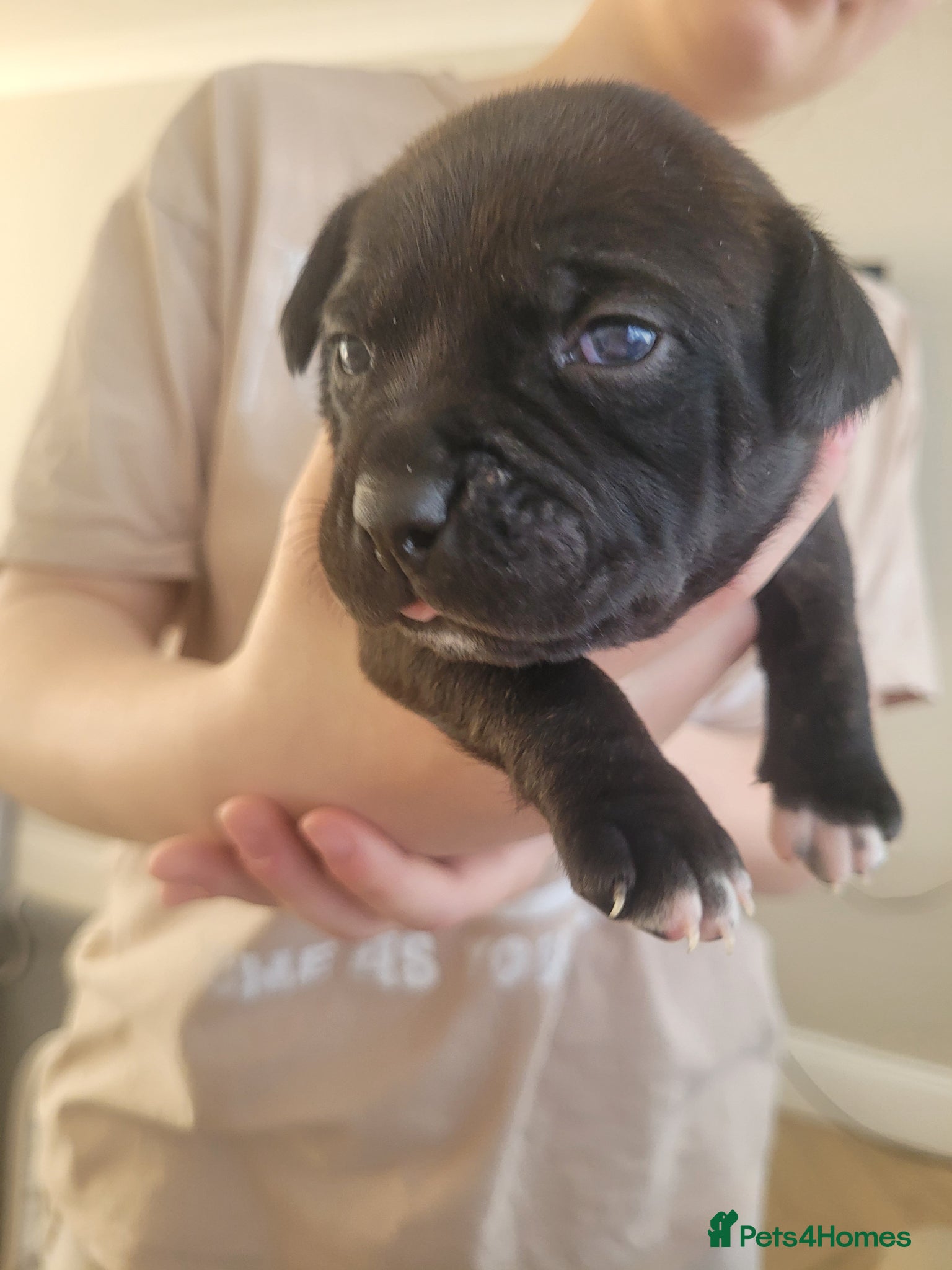 Mixed Breed dogs Staffie cross mastiff - Advert 18