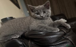 Mixed Breed cats for sale: Ragdoll x British short hair kitten - Image 1