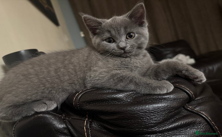 Mixed Breed cats - Advert 3