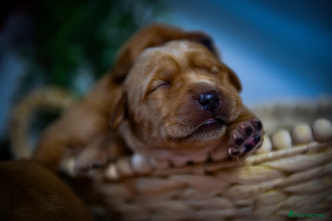 Labrador Retriever dogs for sale: Beautiful Deep Red KC Reg Labradors 5* Breeder - Advert 2