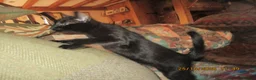 Siamese cats for sale: siamese cross boy kitten - Advert 3