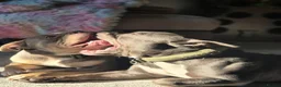 American Bully dogs for sale: Pocket bully - Advert 10