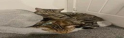 Domestic Shorthair cats for sale: Gorgeous Tabby siblings  - Advert 7