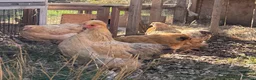 Chickens poultry for sale: Chickens for sale in Bicester - Advert 1