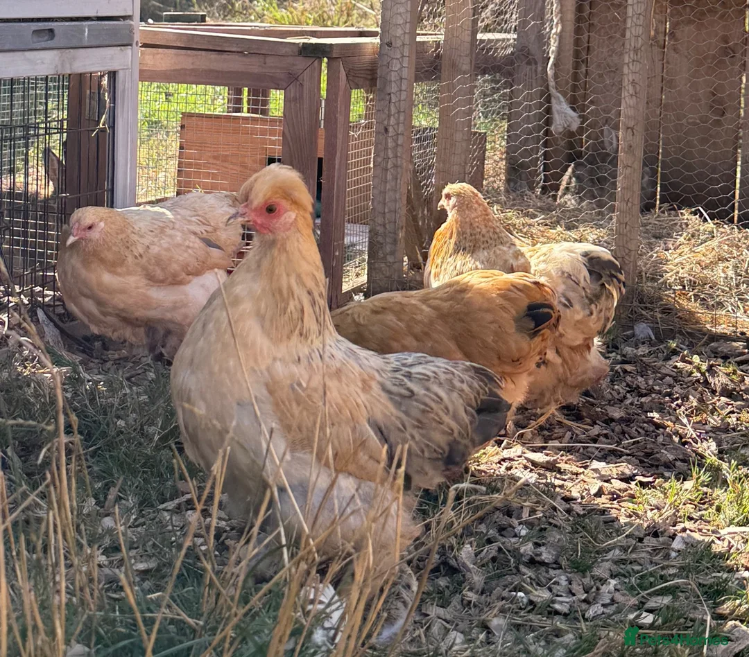 Chickens poultry for sale: Chickens for sale in Bicester - Advert 1