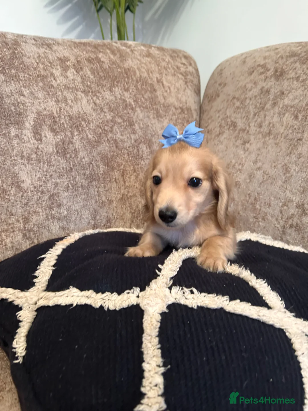 Miniature Dachshund dogs for sale: **One boy left**Cream miniature dachshunds - Advert 1