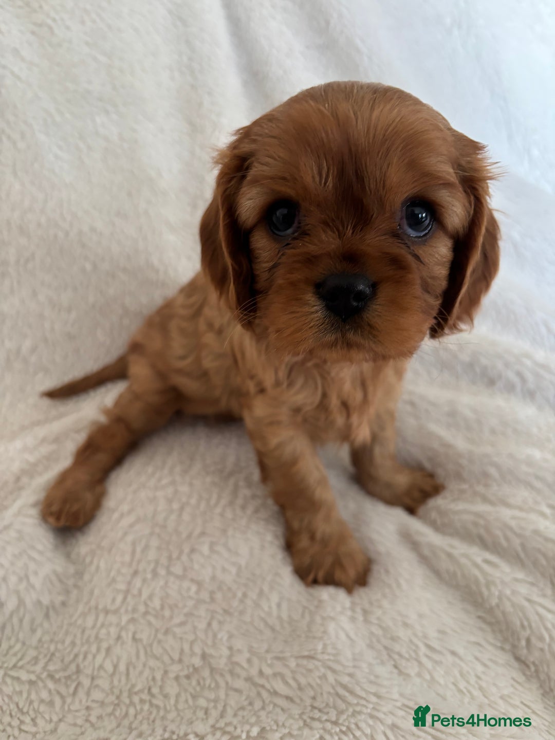 Cavalier King Charles Spaniel dogs for sale: KC Cavalier King Charles spaniel  - Image 3