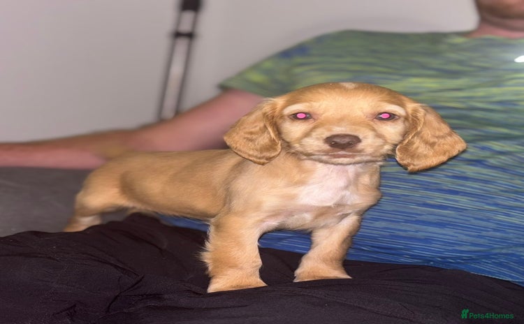 Cocker Spaniel dogs - Advert 5