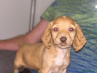 Cocker Spaniel dogs - Advert 25