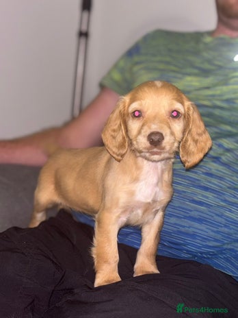 Cocker Spaniel dogs - Advert 5