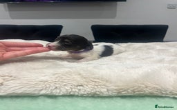 Dachshund dogs for sale: Tiny long haired piebald dachshunds for sale ! - Image 16
