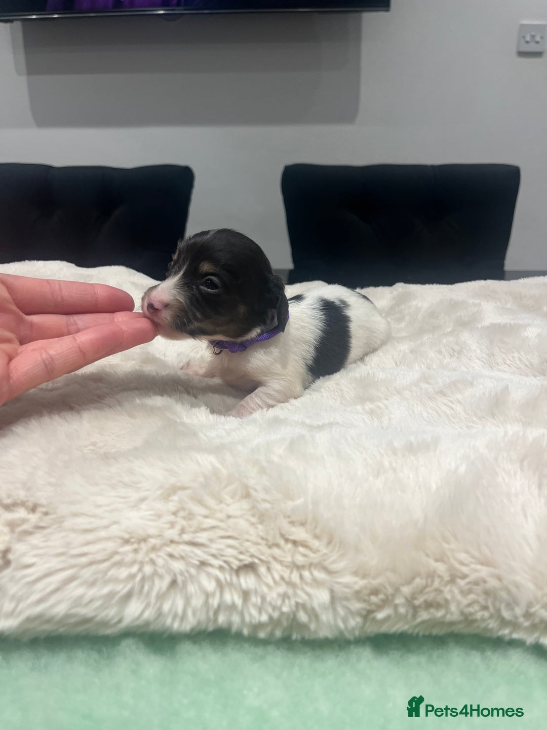 Dachshund dogs for sale: Tiny long haired piebald dachshunds for sale ! - Image 16
