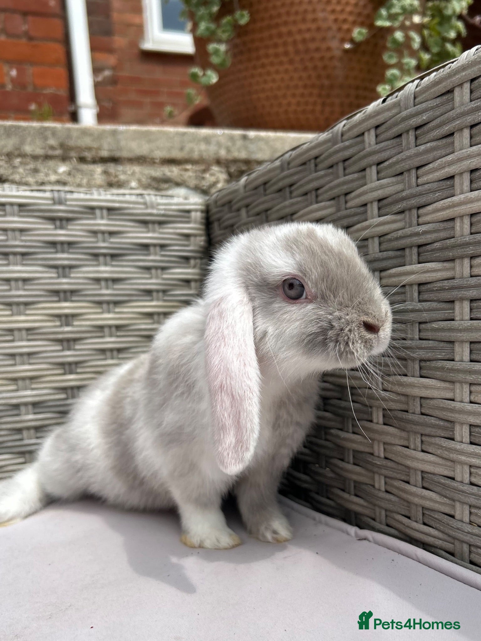 Mini Lop rabbits Beautiful baby mini lop rabbits  - Advert 2