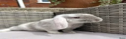 Mini Lop rabbits for sale: Beautiful baby mini lop rabbits  - Advert 2