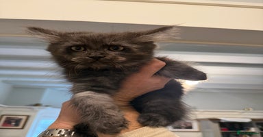 Maine Coon cats - Advert 2