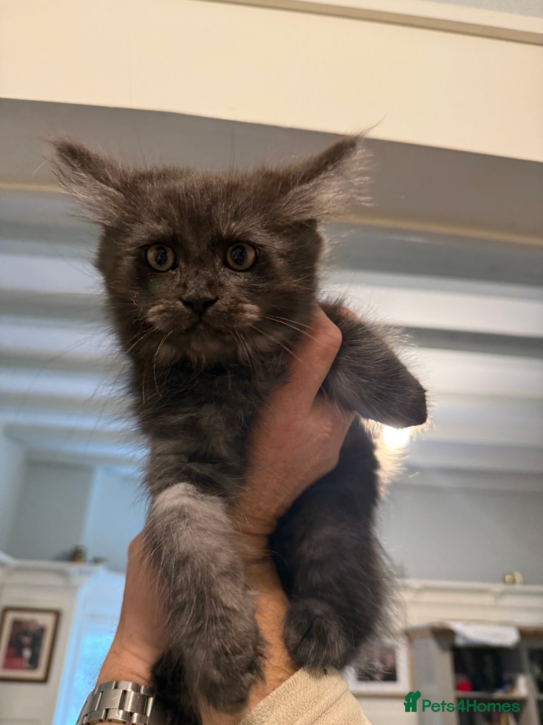 Maine Coon cats for sale: Maine coon x Ragdoll READY NOW 1 BOY LEFT - Image 3